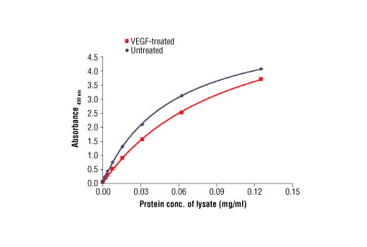  Image 1: PathScan® Total VEGFR-2 Sandwich ELISA Antibody Pair