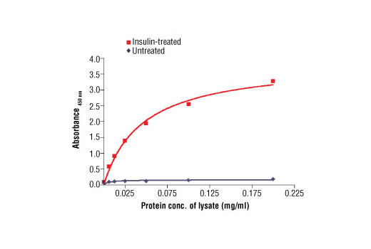  Image 1: PathScan® Phospho-Insulin Receptor β (Tyr1146) Sandwich ELISA Antibody Pair