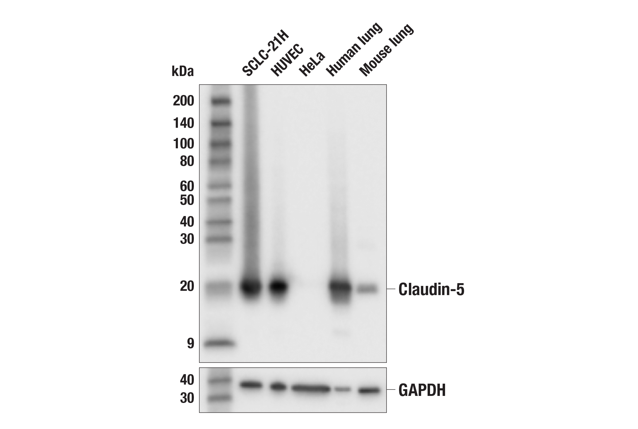 Western Blotting Image 1: Claudin-5 (E5D9Y) Rabbit mAb (BSA and Azide Free)