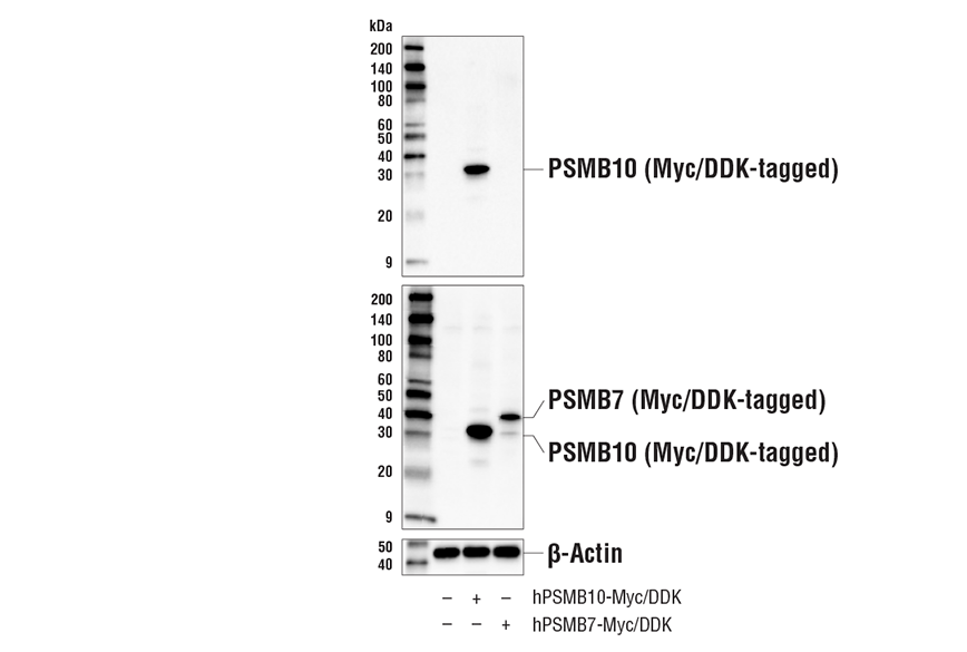 Western Blotting Image 3: PSMB10/MECL-1 Antibody