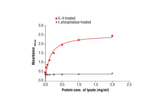  Image 1: PathScan® Phospho-cdc2 (Tyr15) Sandwich ELISA Antibody Pair