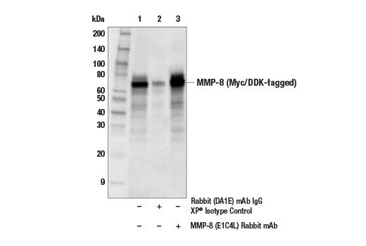 Immunoprecipitation Image 1: MMP-8 (E1C4L) Rabbit mAb