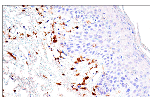 Immunohistochemistry Image 8: FcRγ (E6Y1A) Rabbit mAb