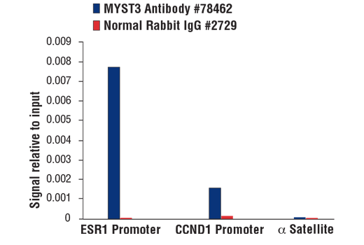 Chromatin Immunoprecipitation Image 1: MYST3 Antibody