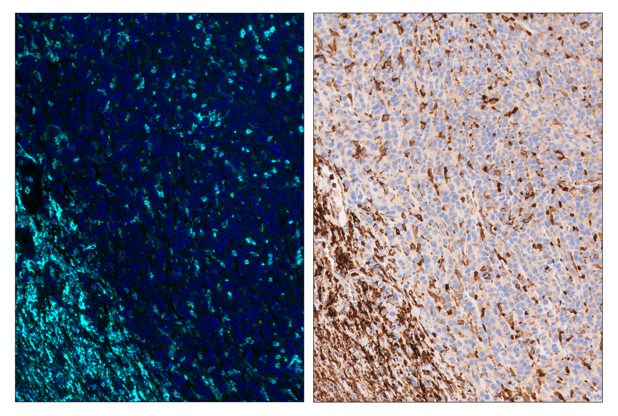 Immunohistochemistry Image 6: F4/80 (D2S9R) & CO-0042-488 SignalStar™ Oligo-Antibody Pair
