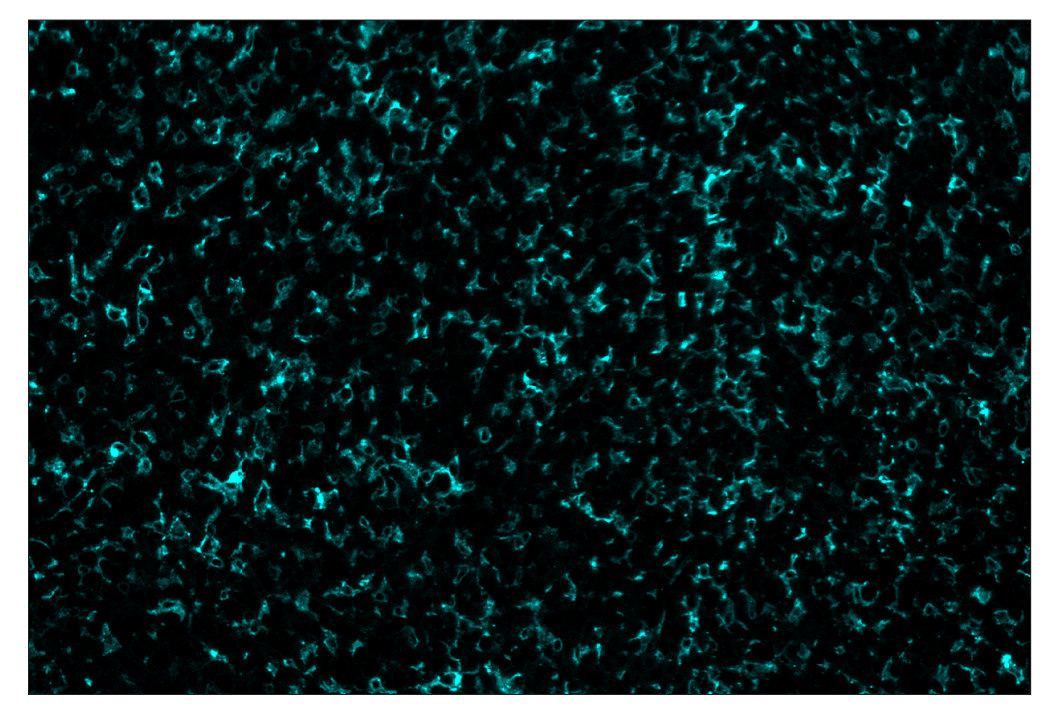 Immunohistochemistry Image 5: F4/80 (D2S9R) & CO-0042-750 SignalStar™ Oligo-Antibody Pair