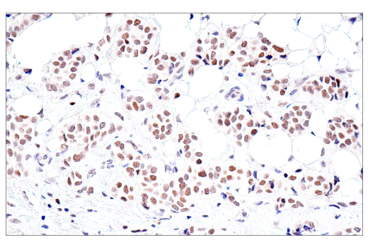 Immunohistochemistry Image 5: PMS2 (M0R4G) Mouse mAb