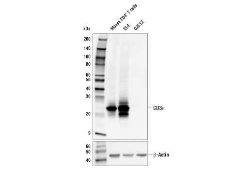  Image 6: Mouse Immune Cell Phenotyping IHC Antibody Sampler Kit