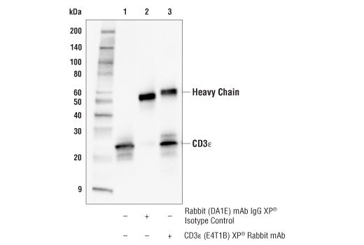  Image 14: Mouse Immune Cell Phenotyping IHC Antibody Sampler Kit