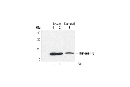  Image 3: PathScan® Di-Methyl-Histone H3 (Lys9) Sandwich ELISA Kit
