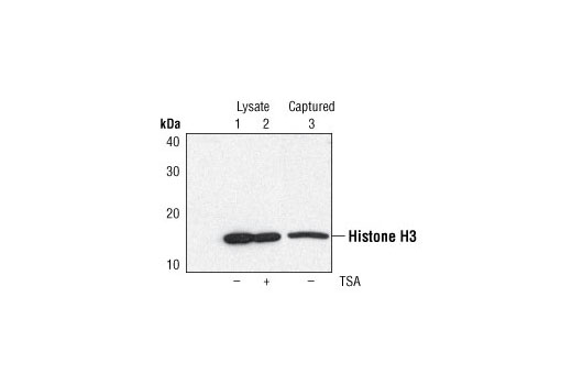  Image 3: PathScan® Pan-Methyl-Histone H3 (Lys9) Sandwich ELISA Kit