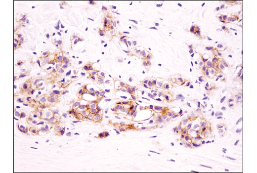Immunohistochemistry Image 1: EphB4 (D1C7N) Rabbit mAb (BSA and Azide Free)