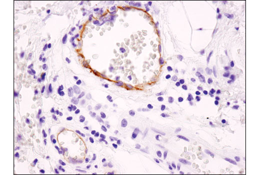 Immunohistochemistry Image 2: EphB4 (D1C7N) Rabbit mAb (BSA and Azide Free)