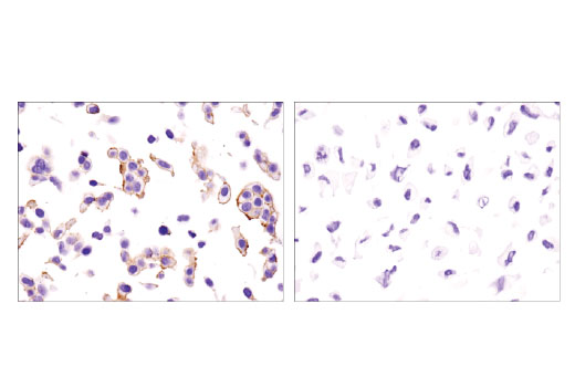 Immunohistochemistry Image 3: EphB4 (D1C7N) Rabbit mAb (BSA and Azide Free)