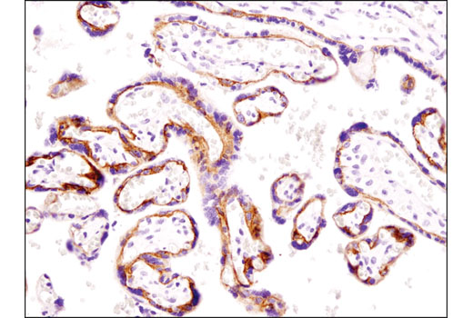 Immunohistochemistry Image 4: EphB4 (D1C7N) Rabbit mAb (BSA and Azide Free)