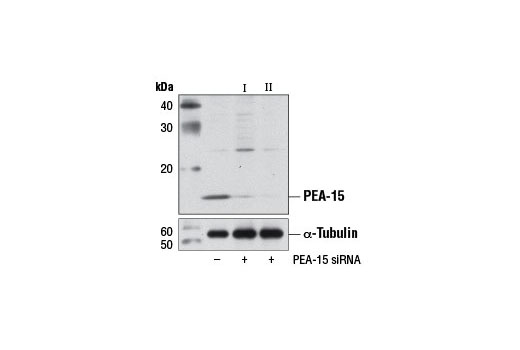  Image 1: SignalSilence® PEA-15 siRNA II