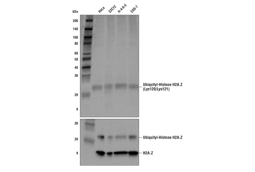 Western Blotting Image 1: Ubiquityl-Histone H2A.Z (Lys120/Lys121) (E3J7J) Rabbit mAb
