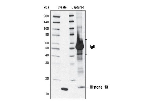  Image 3: PathScan® Di-Methyl-Histone H3 (Lys36) Sandwich ELISA Kit