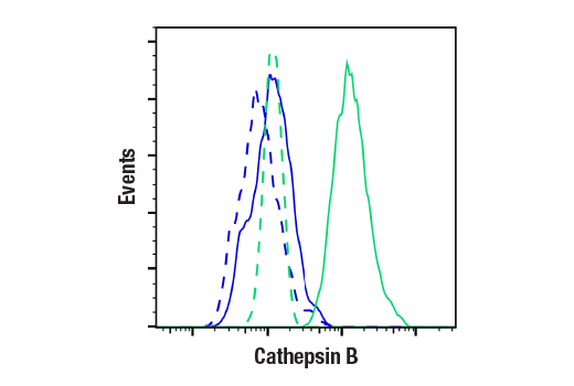 Flow Cytometry Image 1: Cathepsin B (D1C7Y) XP® Rabbit mAb (BSA and Azide Free)