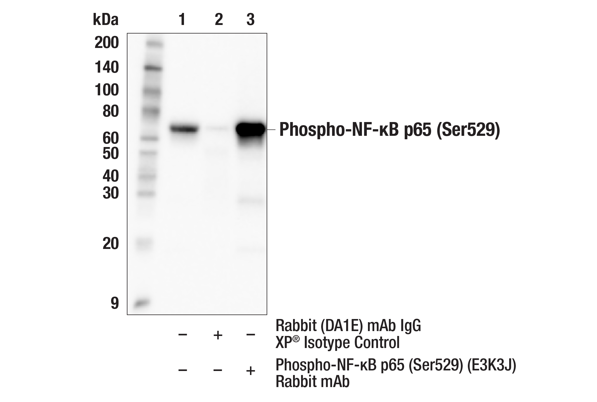 Immunoprecipitation Image 1: Phospho-NF-κB p65 (Ser529) (E3K3J) Rabbit mAb