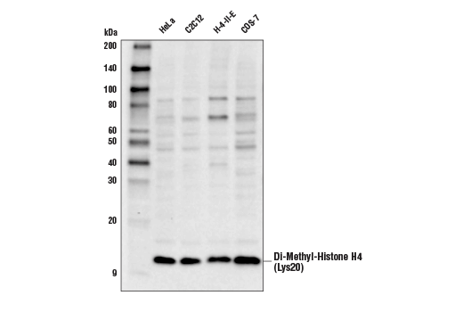 Western Blotting Image 1: Di-Methyl-Histone H4 (Lys20) (D2D9P) Rabbit mAb