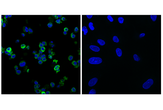 Immunofluorescence Image 3: STING (E9X7F) Rabbit mAb (Alexa Fluor® 488 Conjugate)