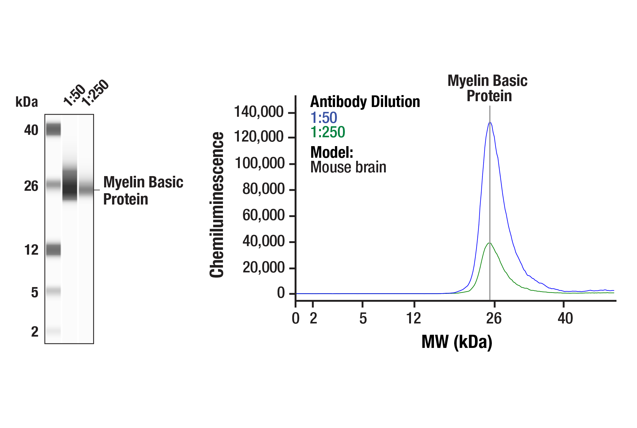 Western Blotting Image 2: Myelin Basic Protein (D8X4Q) XP® Rabbit mAb