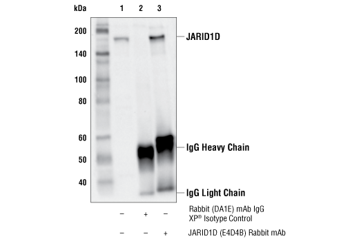 Immunoprecipitation Image 1: JARID1D (E4D4B) Rabbit mAb