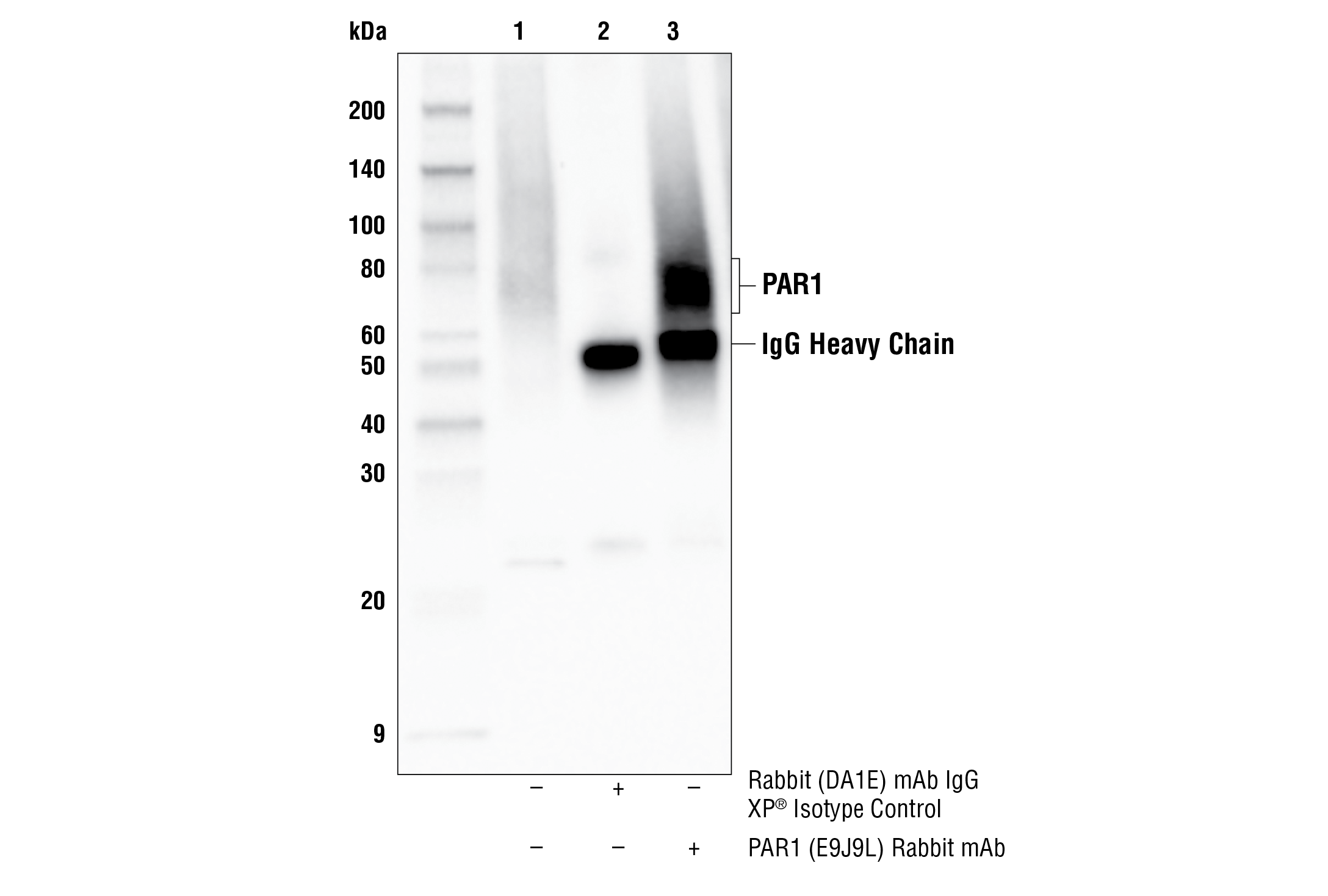 Immunoprecipitation Image 1: PAR1 (E9J9L) Rabbit mAb