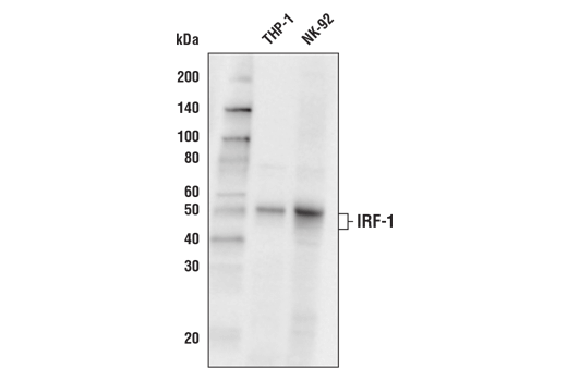Western Blotting Image 1: IRF-1 (D5E4) XP® Rabbit mAb (Biotinylated)