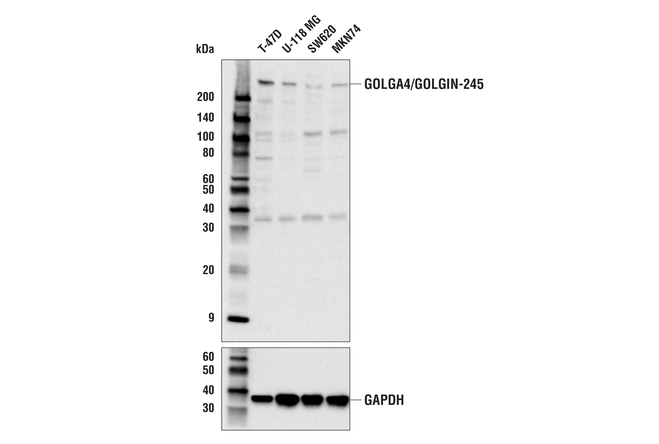 Western Blotting Image 1: GOLGA4/GOLGIN-245 Antibody