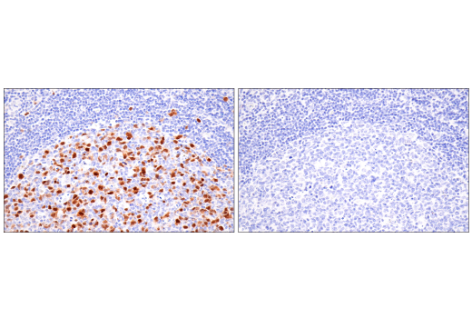 Immunohistochemistry Image 13: Geminin (EM6) Mouse mAb