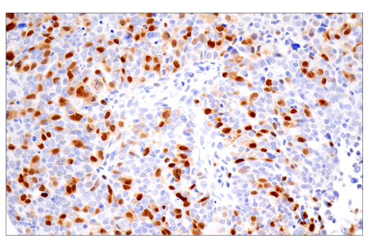 Immunohistochemistry Image 7: Geminin (EM6) Mouse mAb