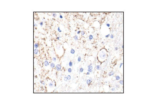 Immunohistochemistry Image 1: α/β-Synuclein (Syn205) Mouse mAb (BSA and Azide Free)