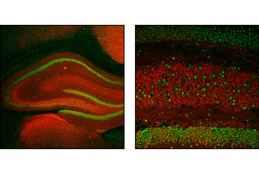 Immunofluorescence Image 1: α/β-Synuclein (Syn205) Mouse mAb (BSA and Azide Free)