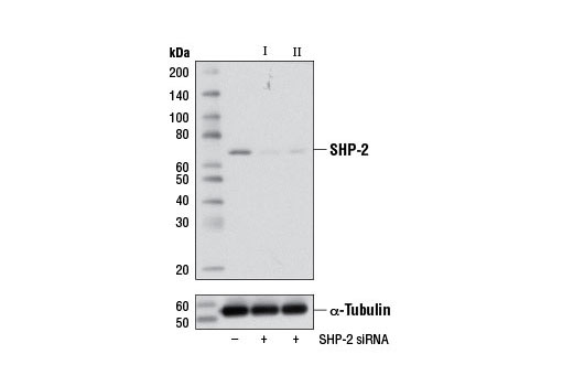  Image 1: SignalSilence® SHP-2 siRNA I