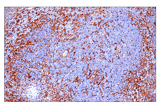 Immunohistochemistry Image 9: Iba1/AIF-1 (E4O4W) XP® Rabbit mAb (BSA and Azide Free)