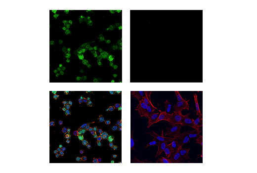 Immunofluorescence Image 5: Iba1/AIF-1 (E4O4W) XP® Rabbit mAb (BSA and Azide Free)