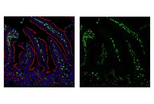 Immunofluorescence Image 2: Iba1/AIF-1 (E4O4W) XP® Rabbit mAb (BSA and Azide Free)