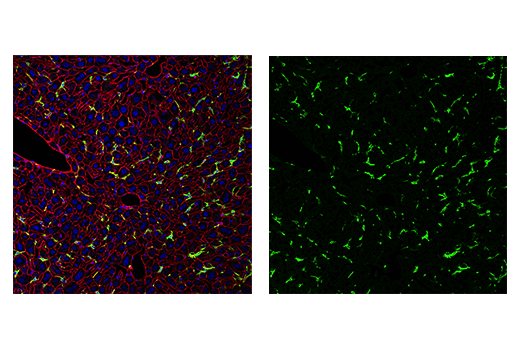 Immunofluorescence Image 3: Iba1/AIF-1 (E4O4W) XP® Rabbit mAb (BSA and Azide Free)