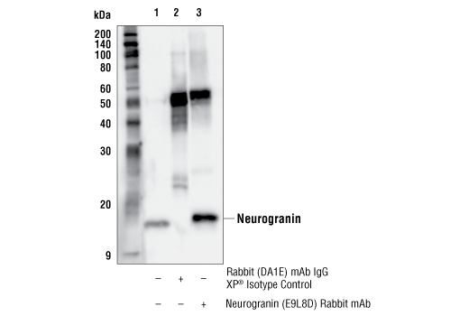 Immunoprecipitation Image 1: Neurogranin (E9L8D) Rabbit mAb