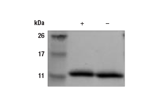  Image 1: Human IL-13 Recombinant Protein