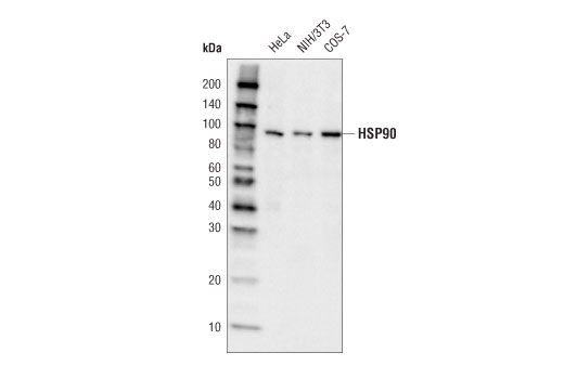 Western Blotting Image 1: HSP90 (C45G5) Rabbit mAb (HRP Conjugate)
