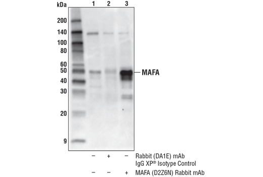 Immunoprecipitation Image 1: MAFA (D2Z6N) Rabbit mAb