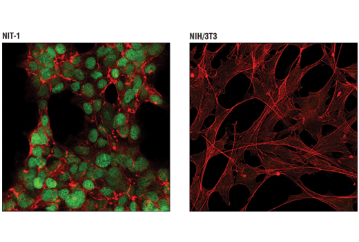 Immunofluorescence Image 2: MAFA (D2Z6N) Rabbit mAb