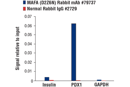 Chromatin Immunoprecipitation Image 1: MAFA (D2Z6N) Rabbit mAb