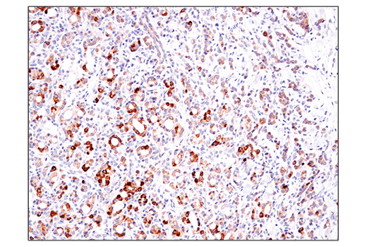 Immunohistochemistry Image 1: BCAT2 (D8K3O) Rabbit mAb