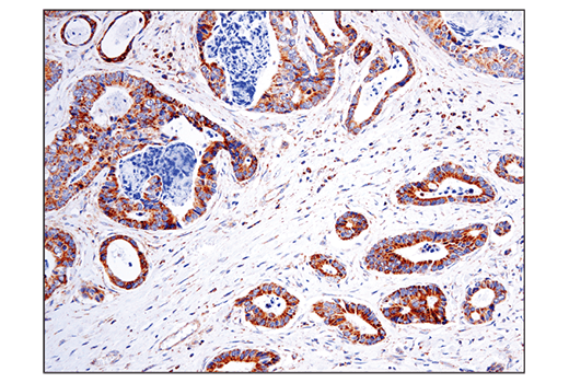 Immunohistochemistry Image 2: BCAT2 (D8K3O) Rabbit mAb