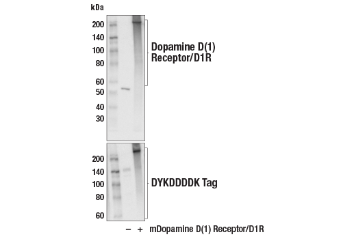 Western Blotting Image 1: Dopamine D(1) Receptor/D1R (E3H3S) Rabbit mAb