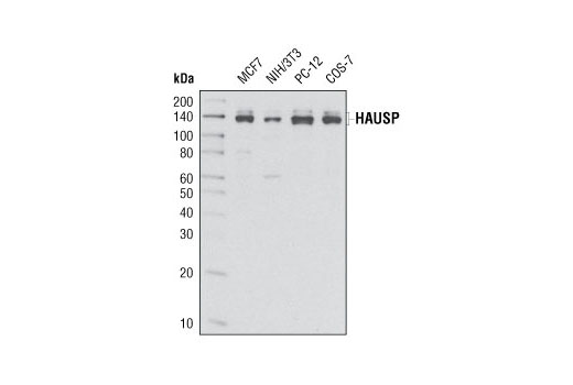 Western Blotting Image 1: HAUSP (D17C6) XP® Rabbit mAb (BSA and Azide Free)